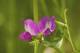 vicia_sativa_lc0223.jpg